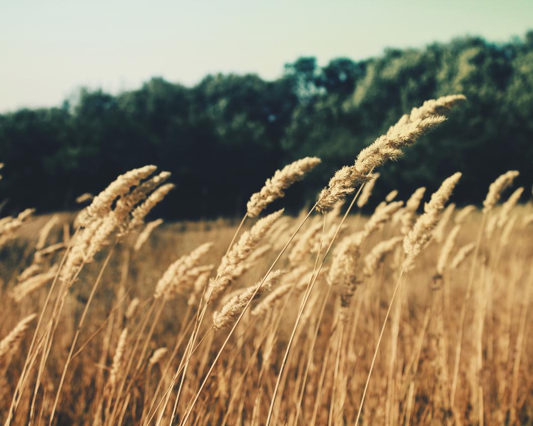grass-plant-field-wheat-grain-prairie-98987-pxhere.com_.jpg